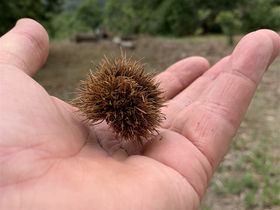 Mini hedgehog forest. (Horse chestnut)