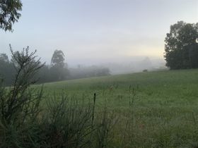 Early mist